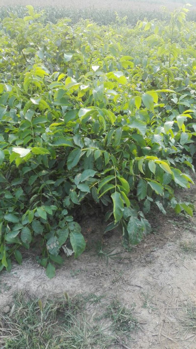 香玲核桃苗二年苗50~100cm