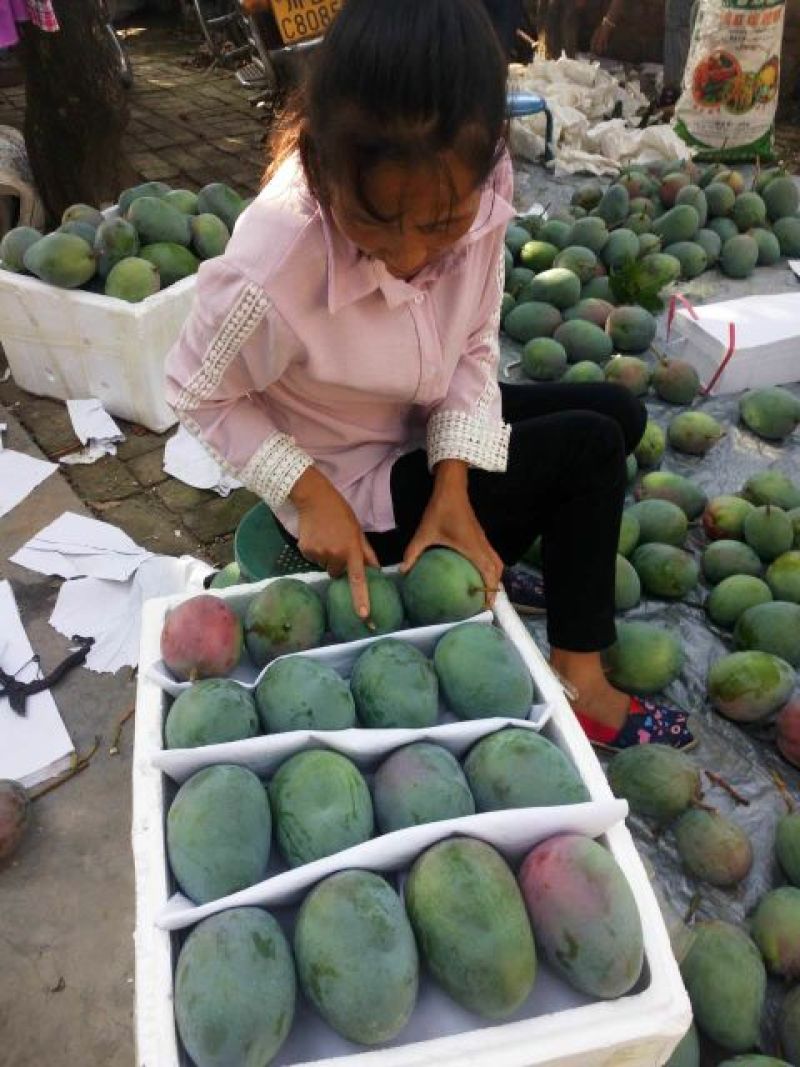 凯特芒15两以上承接线上线下市场批发商超配送一件代发
