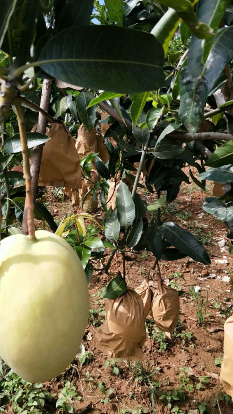 凯特芒15两以上承接线上线下市场批发商超配送一件代发