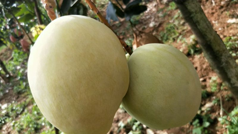 凯特芒15两以上承接线上线下市场批发商超配送一件代发