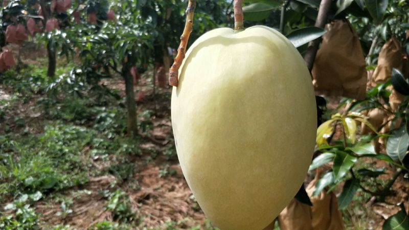 凯特芒15两以上承接线上线下市场批发商超配送一件代发