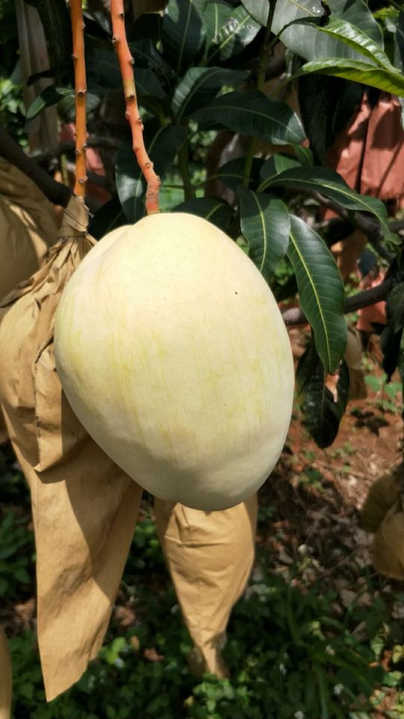 凯特芒15两以上承接线上线下市场批发商超配送一件代发