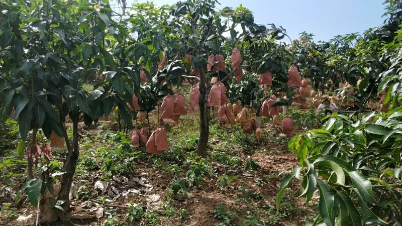 凯特芒15两以上承接线上线下市场批发商超配送一件代发