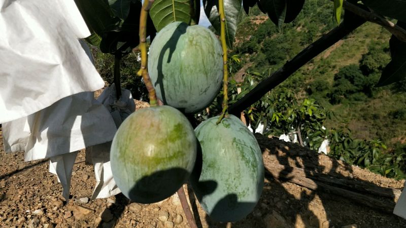 凯特芒15两以上承接线上线下市场批发商超配送一件代发