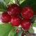 樱桃树苗2年50~80cm