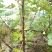 无花果树2.5~3m