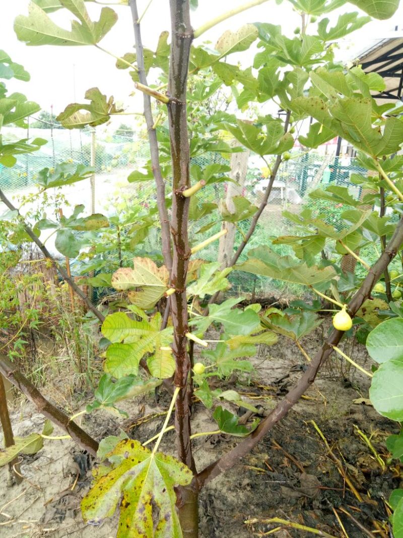 无花果树2.5~3m