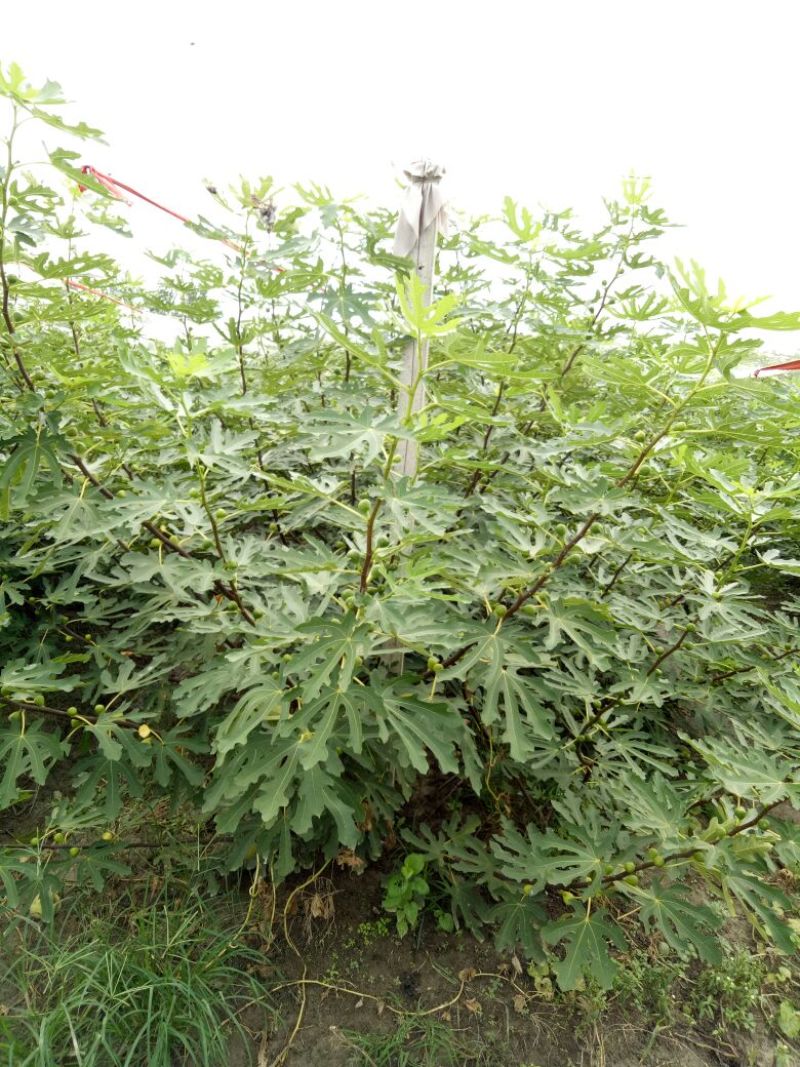 无花果树2.5~3m