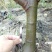 无花果树2.5~3m