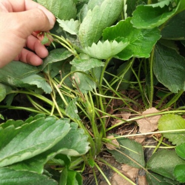 达赛莱克特草莓苗20~30cm