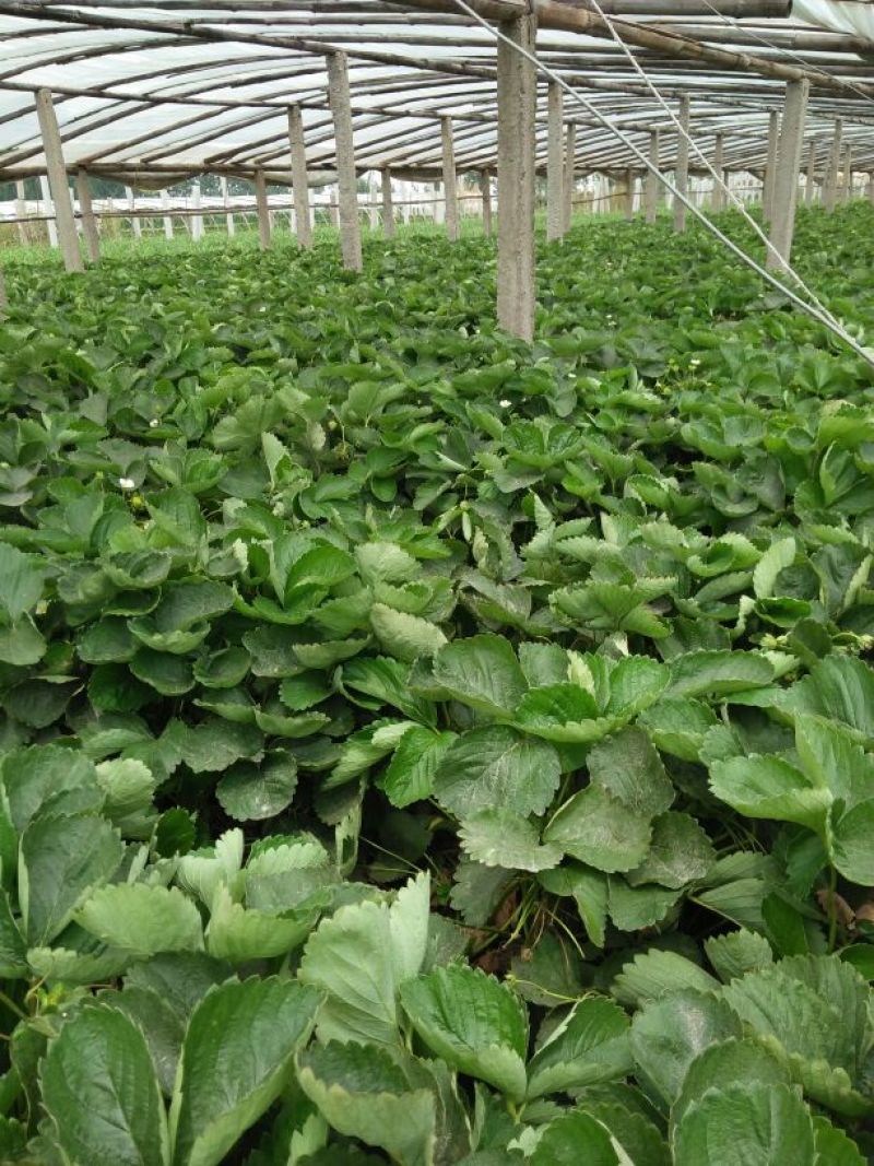 达赛莱克特草莓苗20~30cm