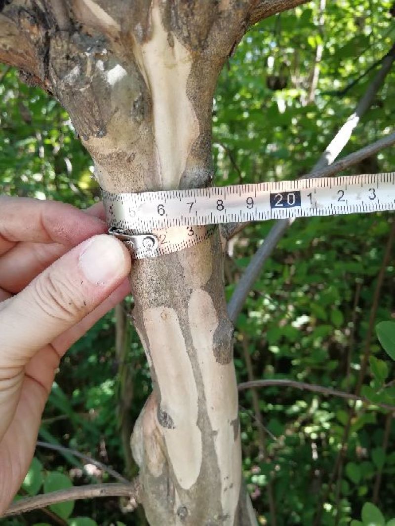 红花紫薇1米以下4~6cm1.5~2米
