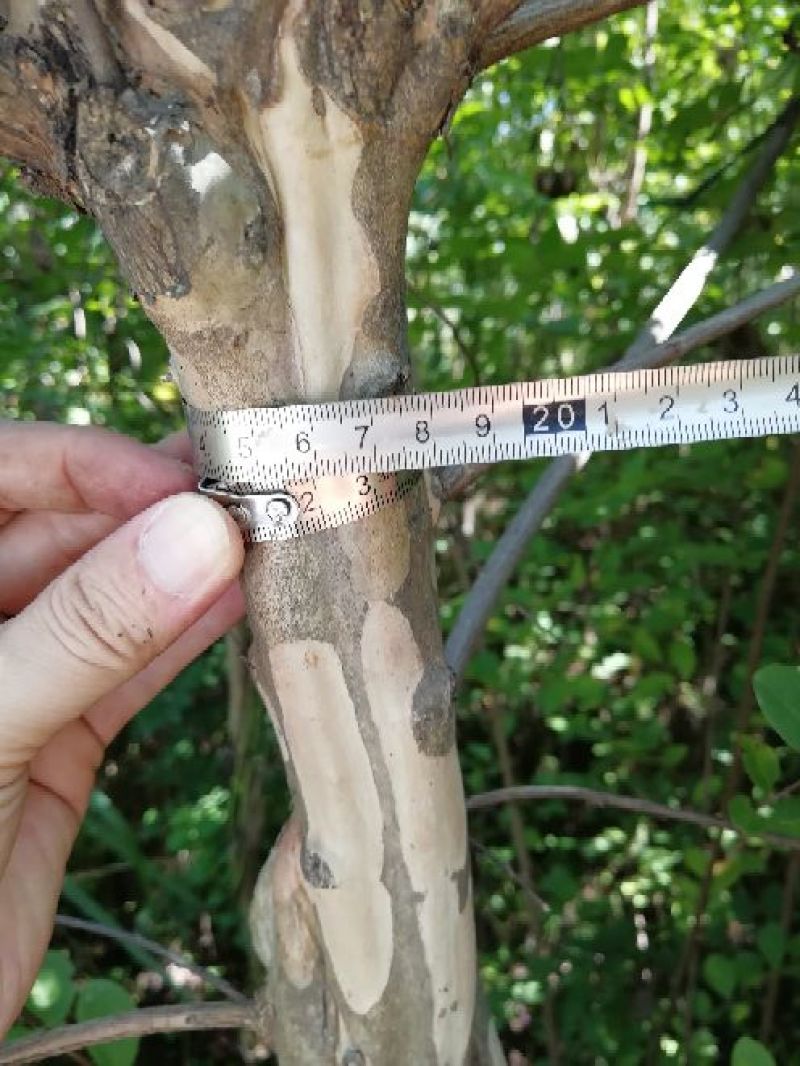 红花紫薇1米以下4~6cm1.5~2米