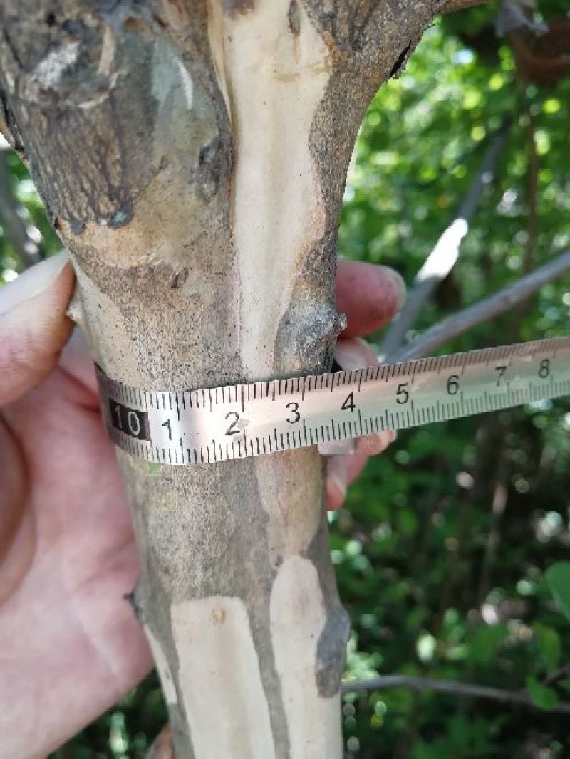 红花紫薇1米以下4~6cm1.5~2米