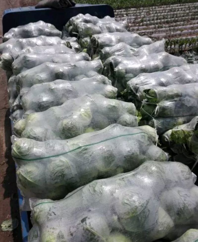 圆包菜1~2公斤精品