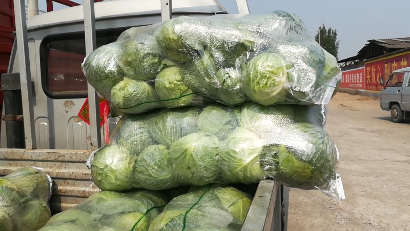 圆包菜1~2公斤精品