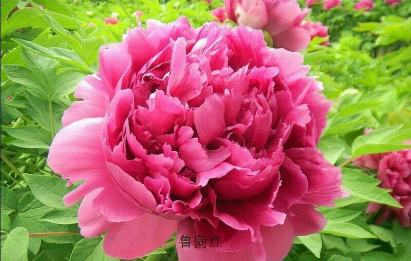 牡丹花盆栽