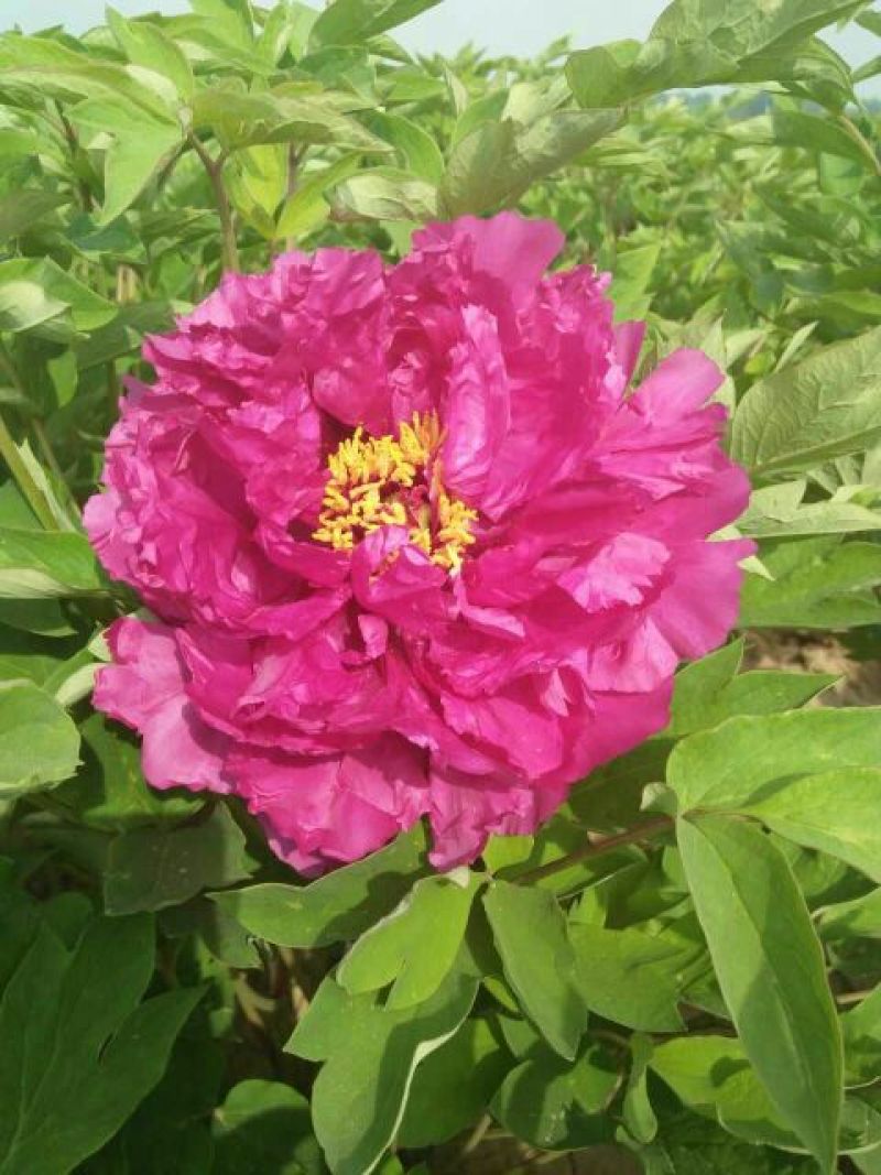 牡丹花盆栽