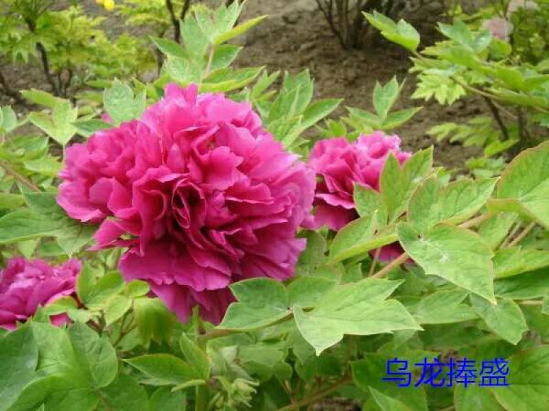 牡丹花盆栽