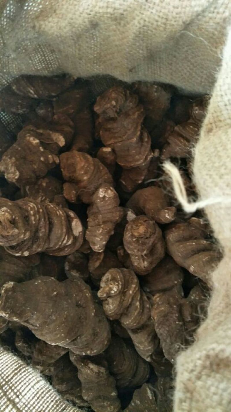 云南重楼统个干货