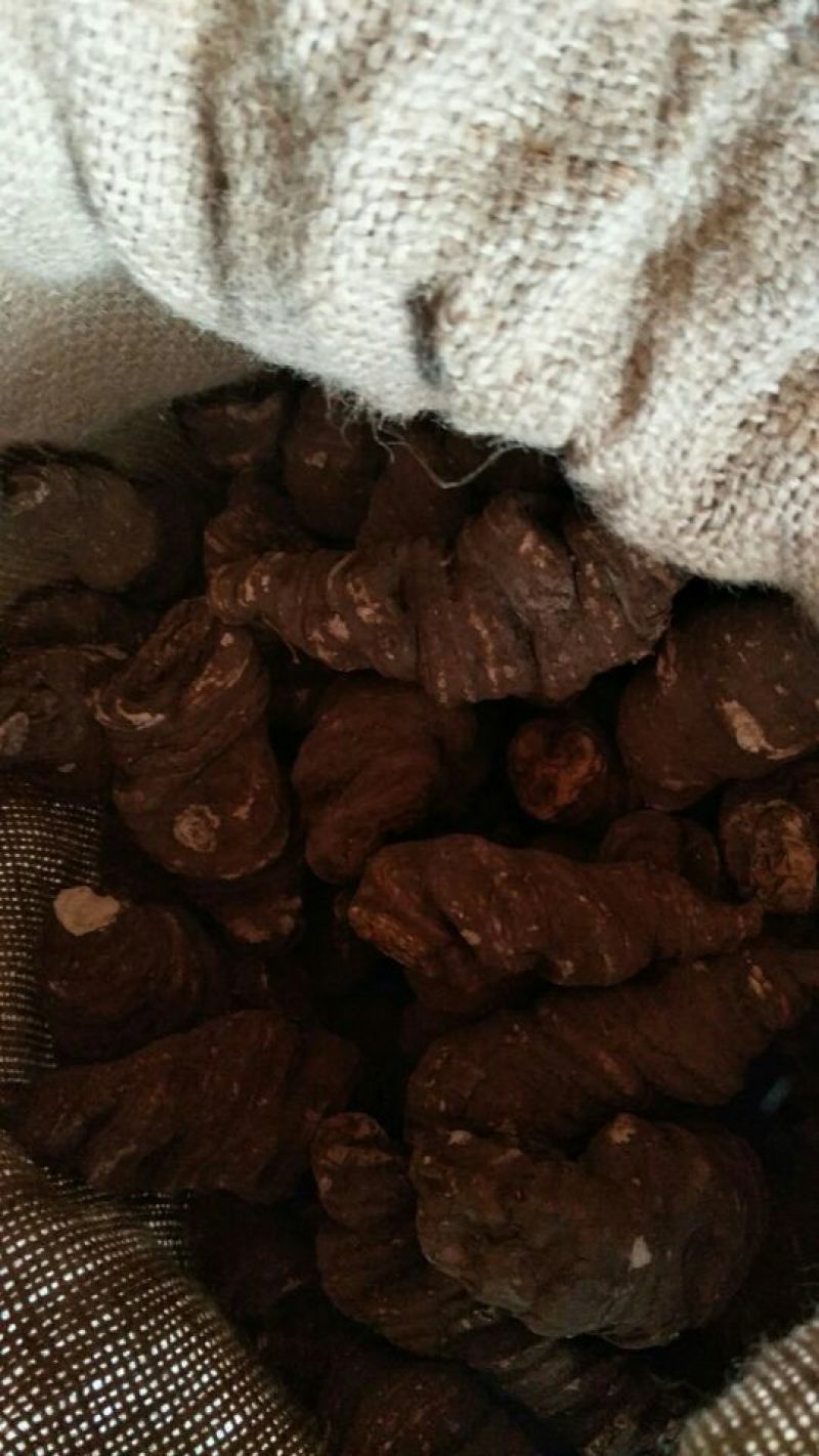 云南重楼统个干货