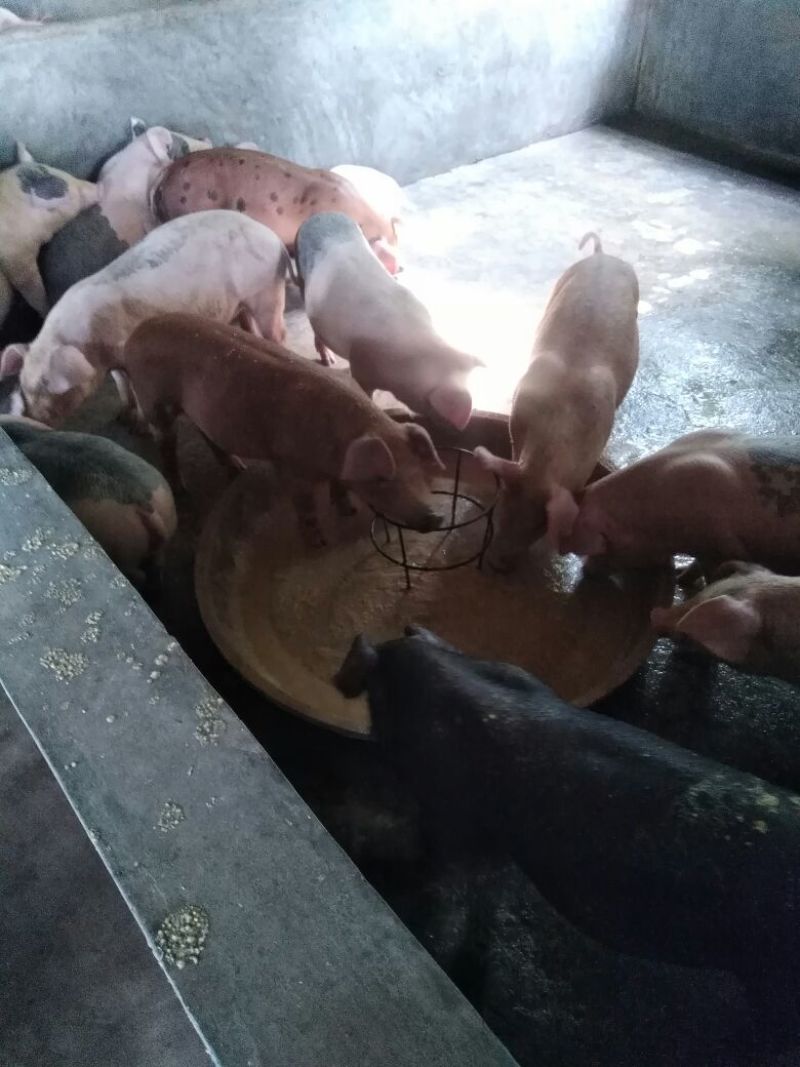 广西内三元仔猪长白，质量保证，价格优惠，提供专业车辆