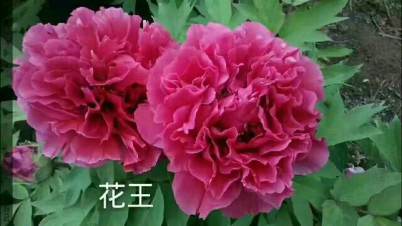 牡丹苗20~30cm