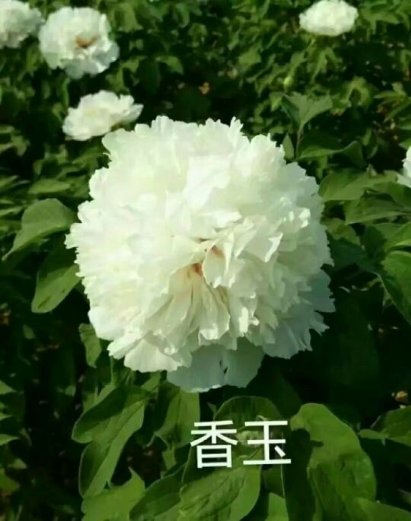 牡丹苗20~30cm