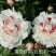 芍药苗30~40cm