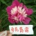芍药苗30~40cm