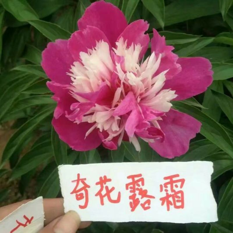芍药苗30~40cm