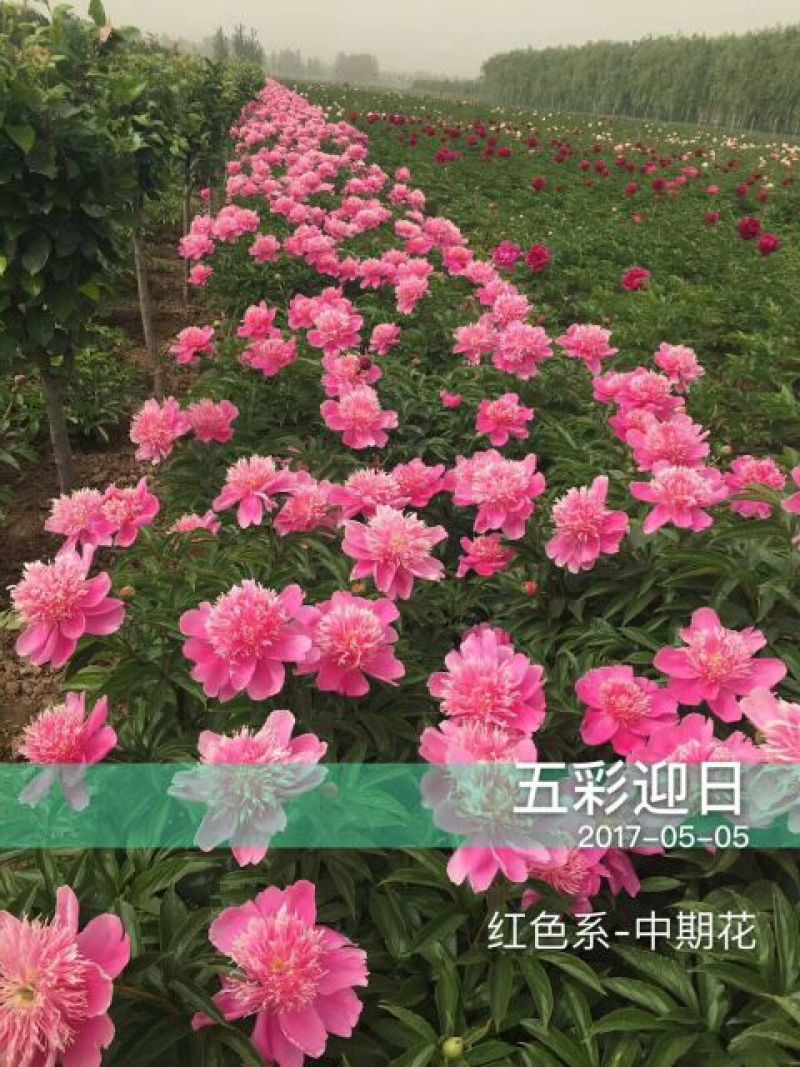 芍药苗30~40cm