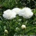 芍药苗30~40cm