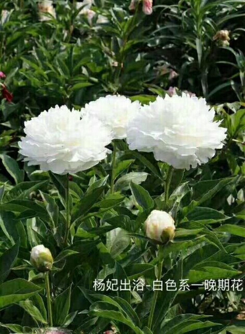 芍药苗30~40cm