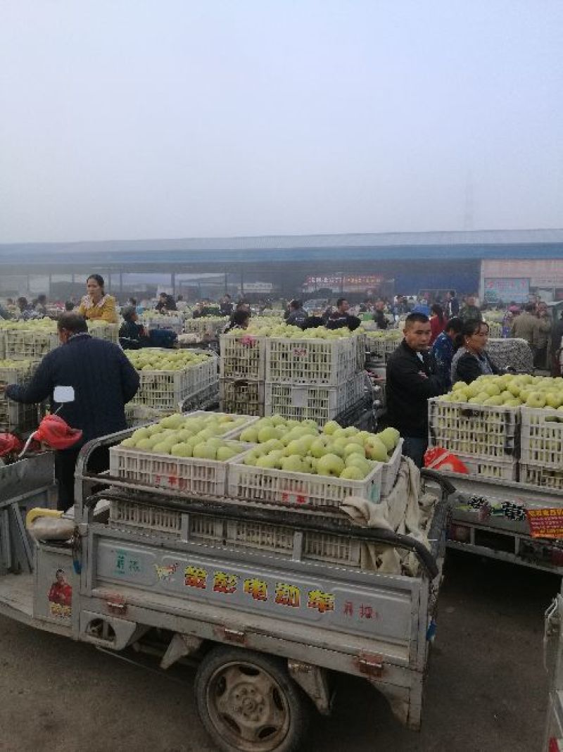 精品酥梨皮薄多汁【现摘现采火爆销售中】商超直供诚信经营