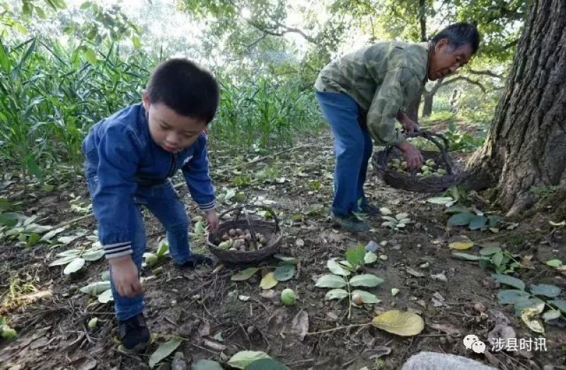 绵核桃30mm以上去皮湿