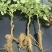 牡丹苗10~20cm