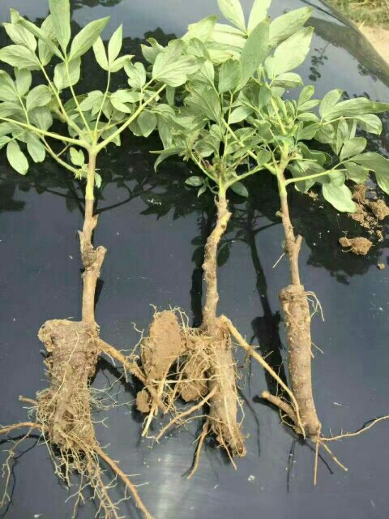 牡丹苗10~20cm