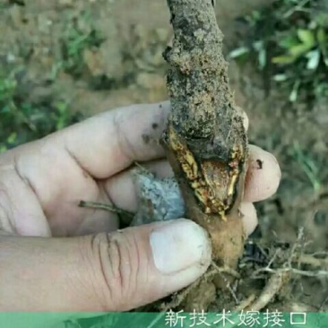 牡丹苗10~20cm