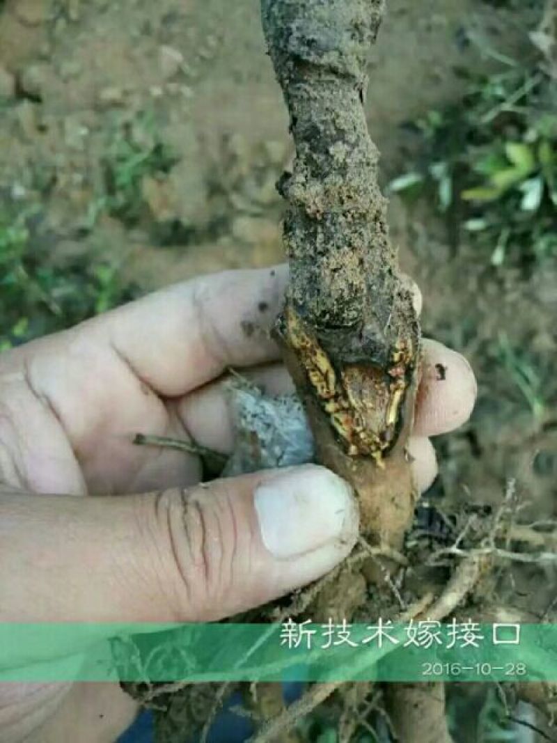 牡丹苗10~20cm
