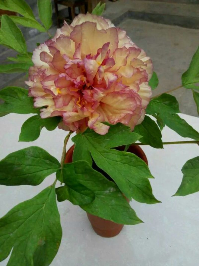 牡丹苗10~20cm