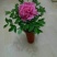 牡丹苗10~20cm