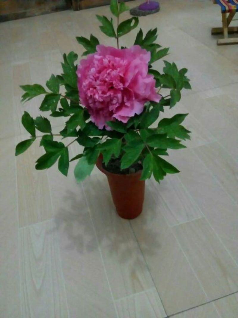 牡丹苗10~20cm