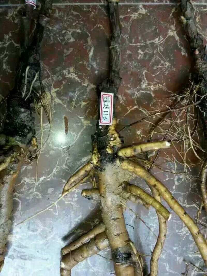 牡丹苗10~20cm