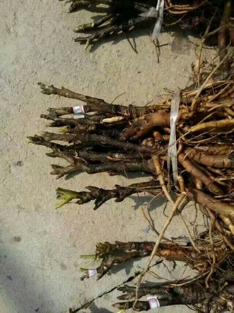 牡丹苗10~20cm