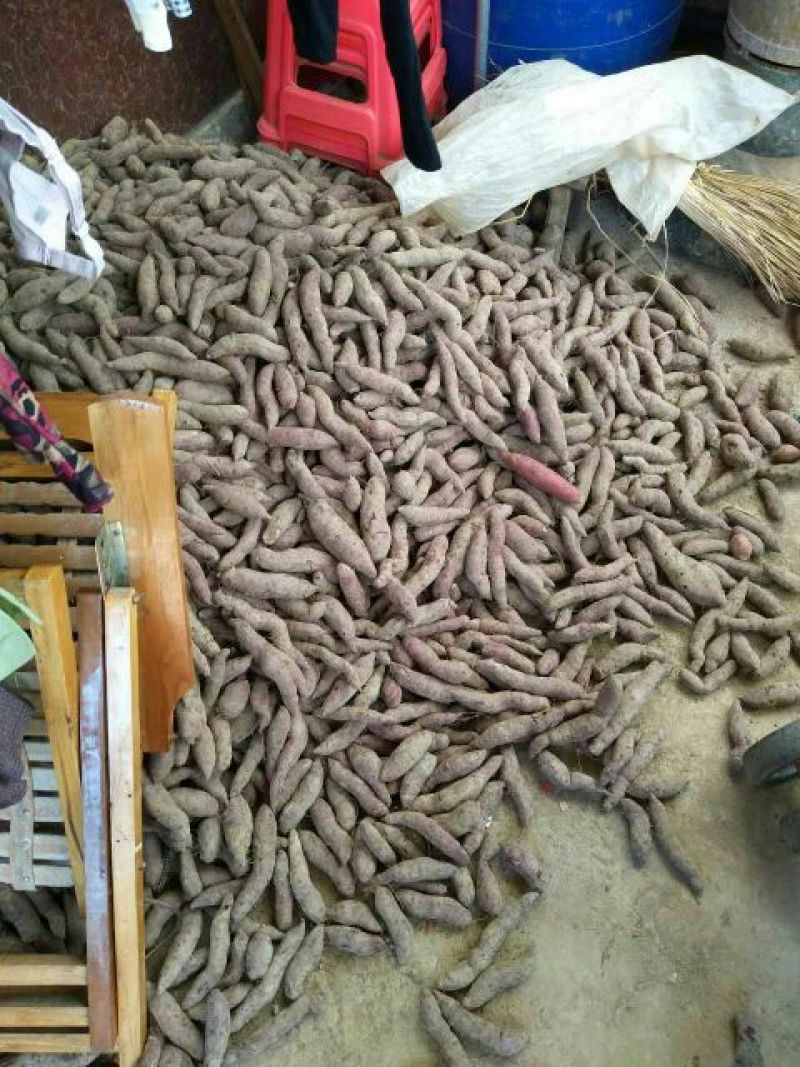 紫薯3两以上紫心