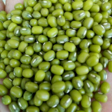明绿豆袋装