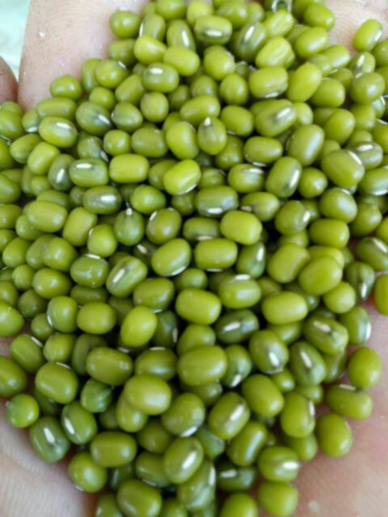 明绿豆袋装
