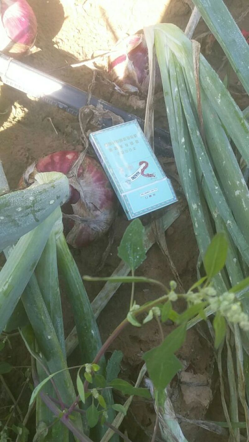 陕西精品红皮洋葱，一手货源，产地直发，欢迎咨询