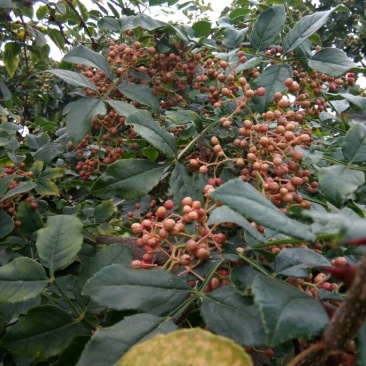 花椒苗大红袍花椒苗，基地直销，现起苗，第二年结果